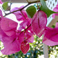 Bougainvillea earrings, white
