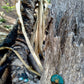 Darwin bush sunrise necklace